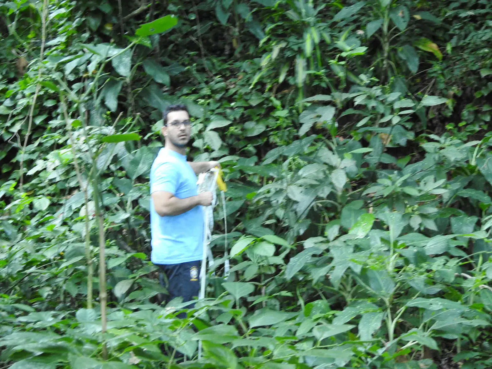 Lucas Jordão searching for and examining plants amid dense vegetation