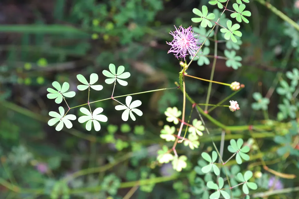 Branch of Mimosa osmarii with leaves and a pink inflorescence